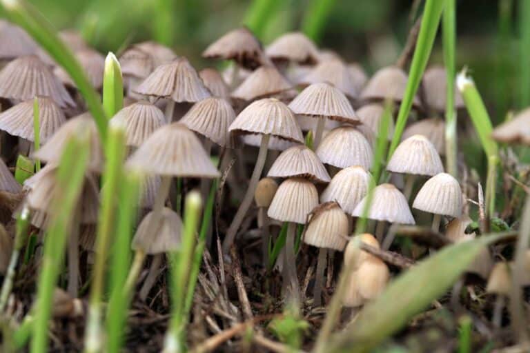 Psilocybin may be as effective as common antidepressant in treating depression